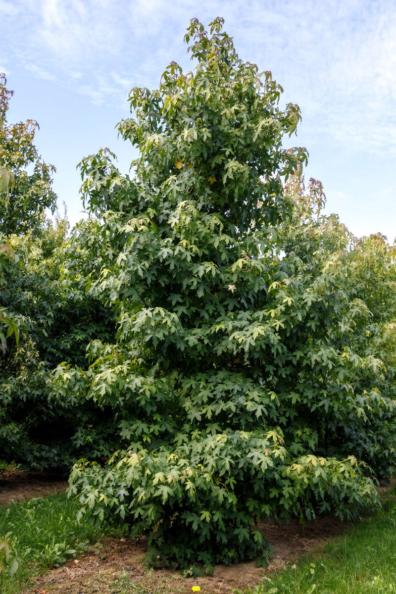 Amerikanischer Amberbaum • Liquidambar styraciflua Ansicht 6