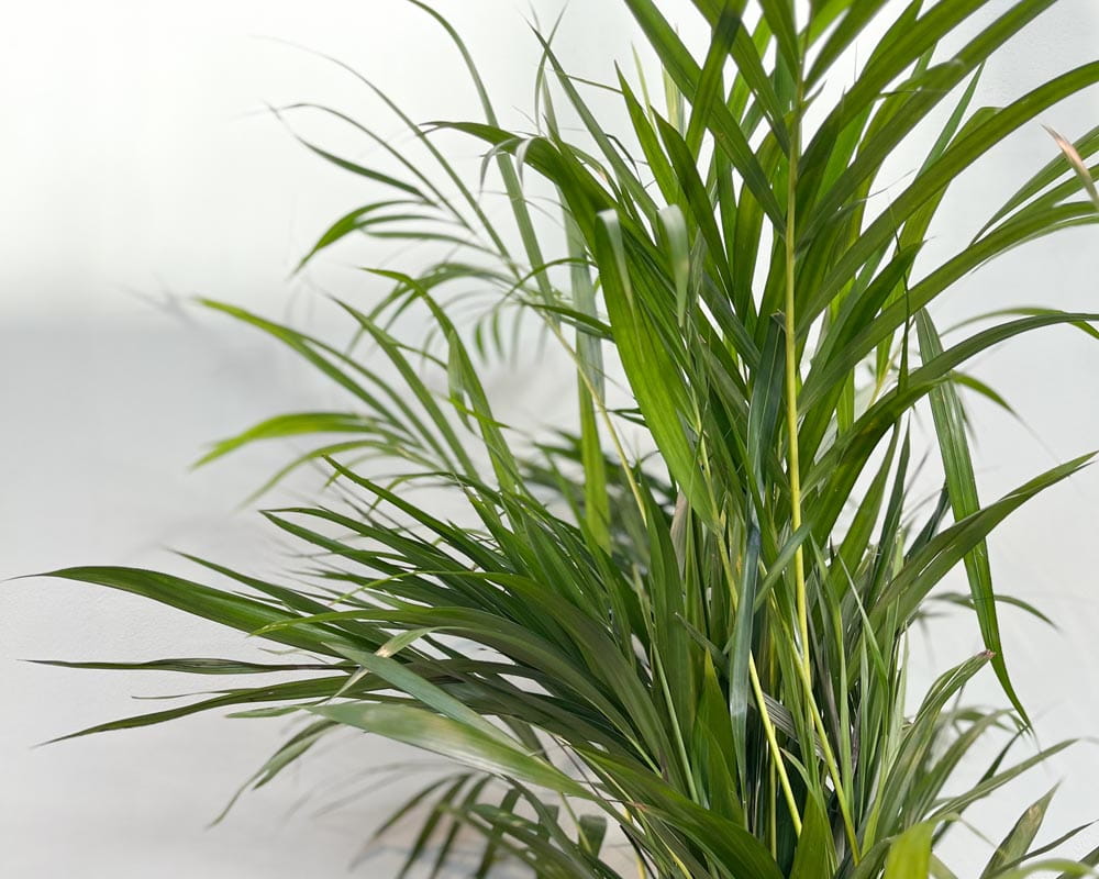 Goldfruchtpalme / Areca Palme • Dypsis lutescens Topfdurchmesser 19 cm, 100 cm hoch Topfware Ansicht 3