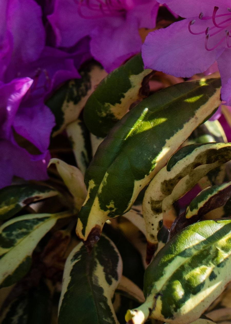 Rhododendron 'Caroline Spring' • Rhododendron Hybride 'Caroline Spring' Ansicht 2