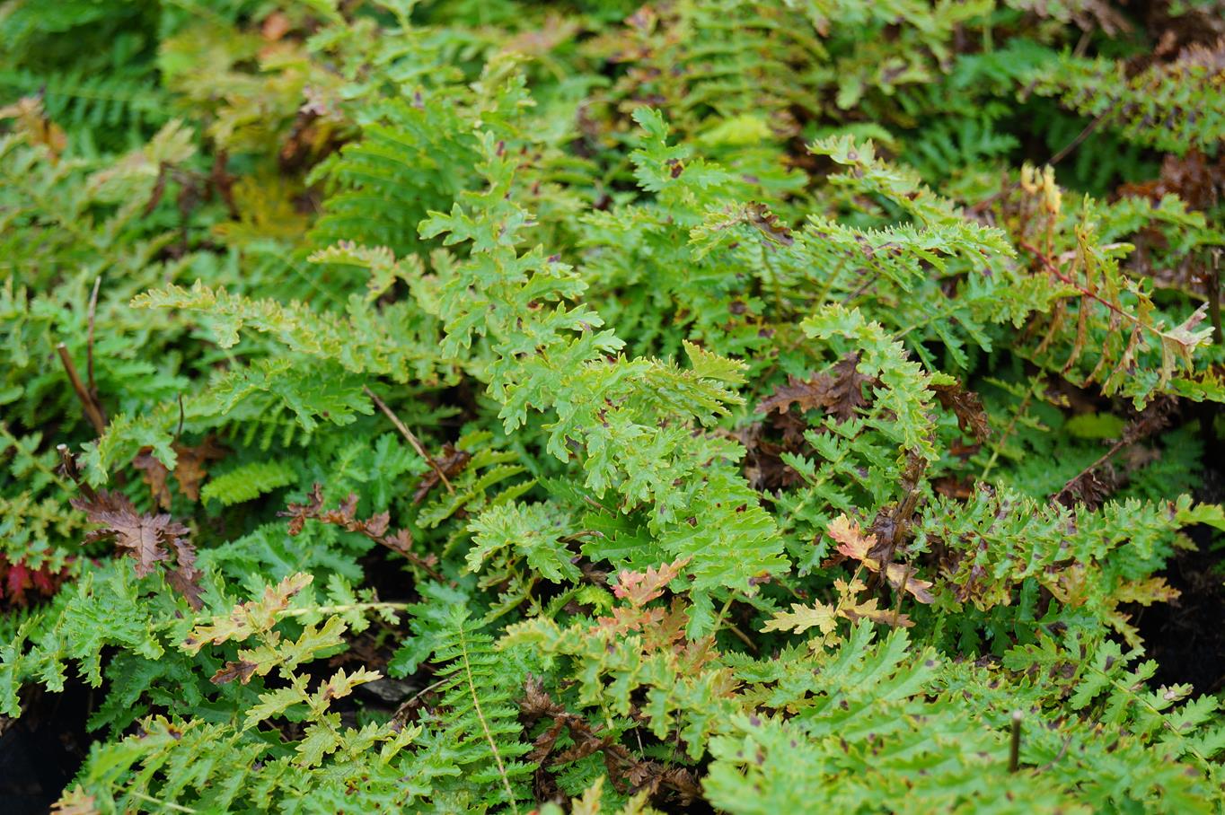Gefülltblühende Rüsterstaude 'Plena' • Filipendula vulgaris 'Plena' Ansicht 1