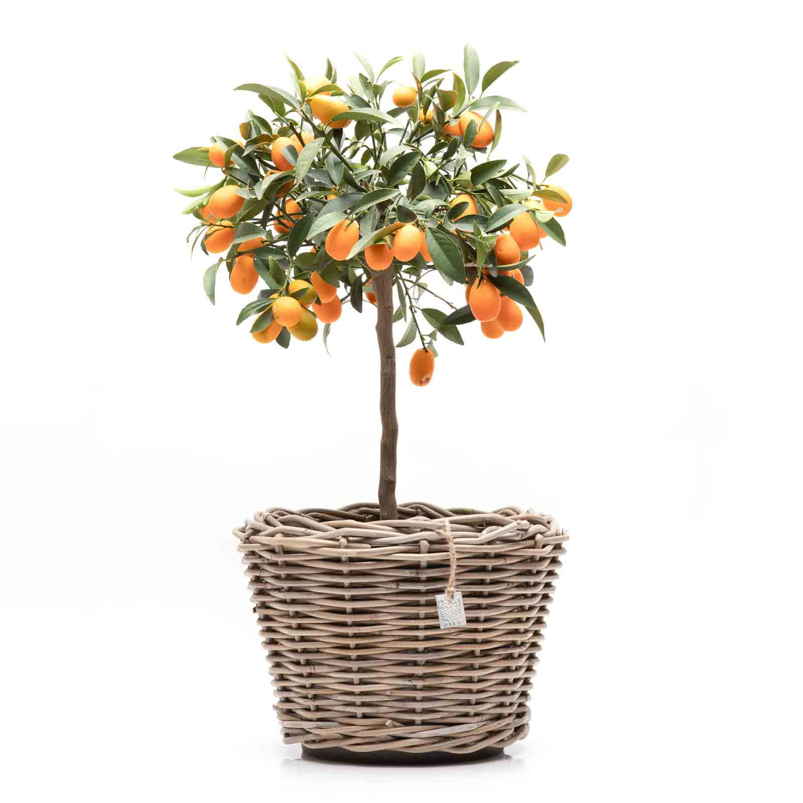 Van der Leeden Pflanzkorb Drypot konisch, grau D32 H23 cm Ansicht 4