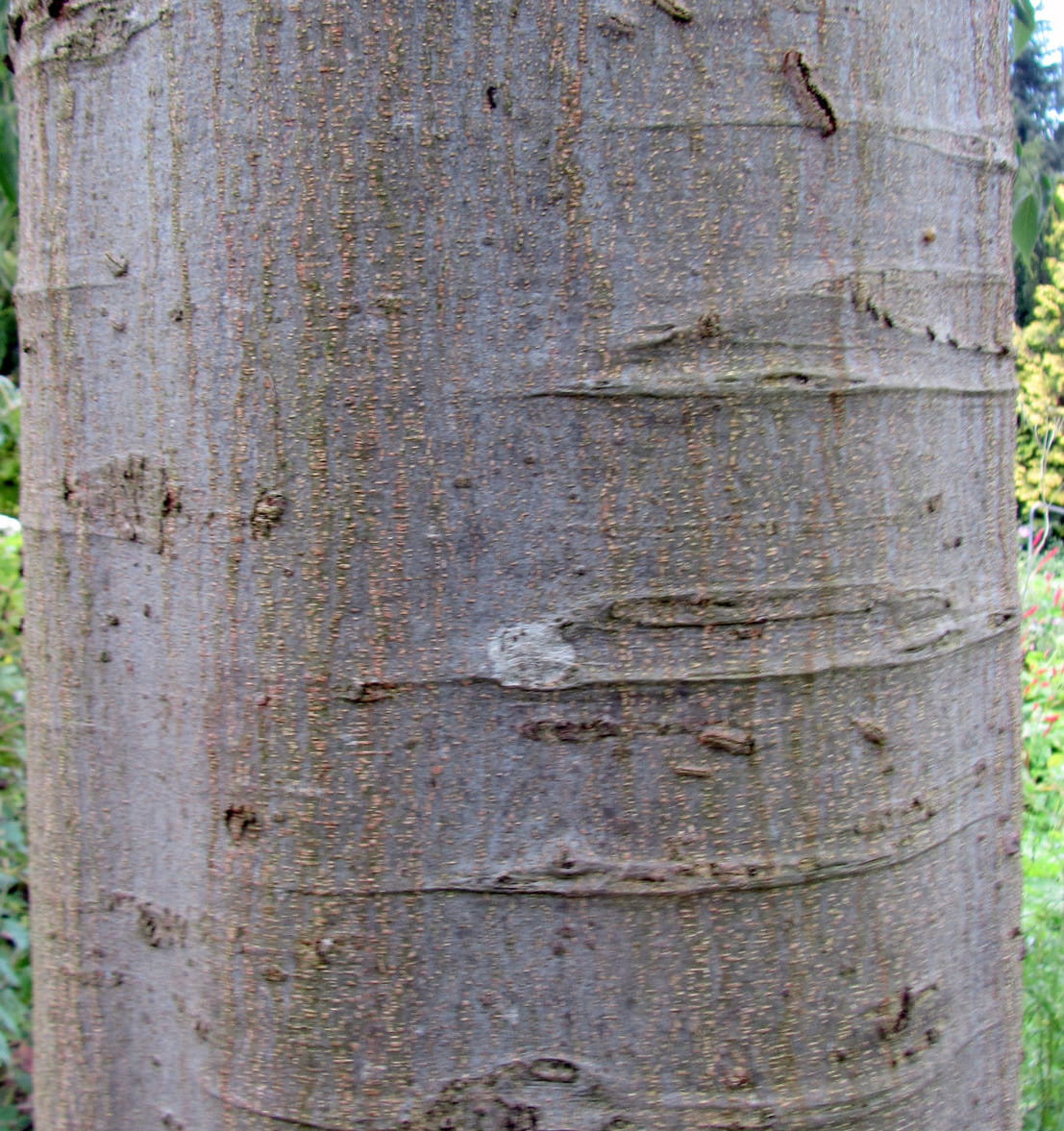 Südlicher Zürgelbaum • Celtis australis Ansicht 5