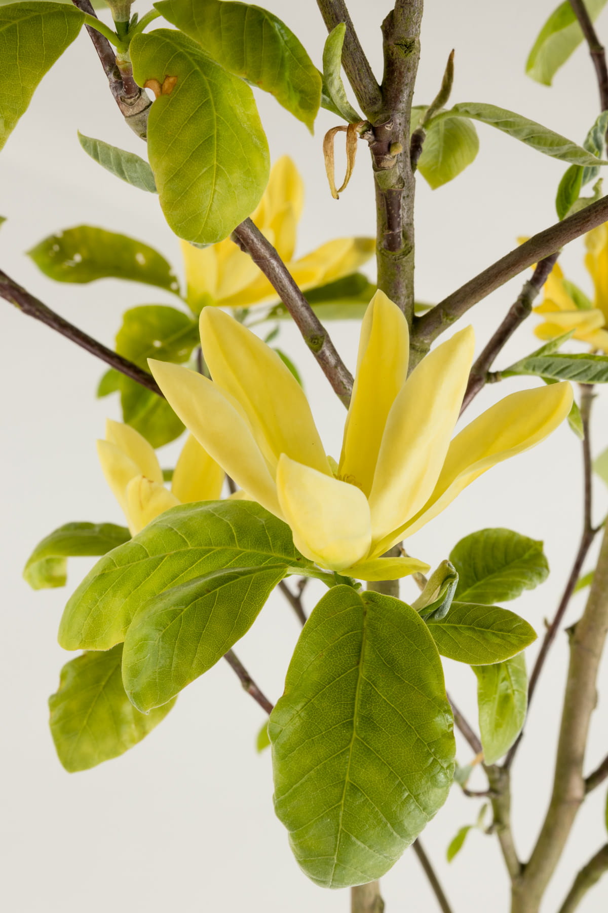 Magnolie 'Daphne' • Magnolia soulangiana 'Daphne' Ansicht 5