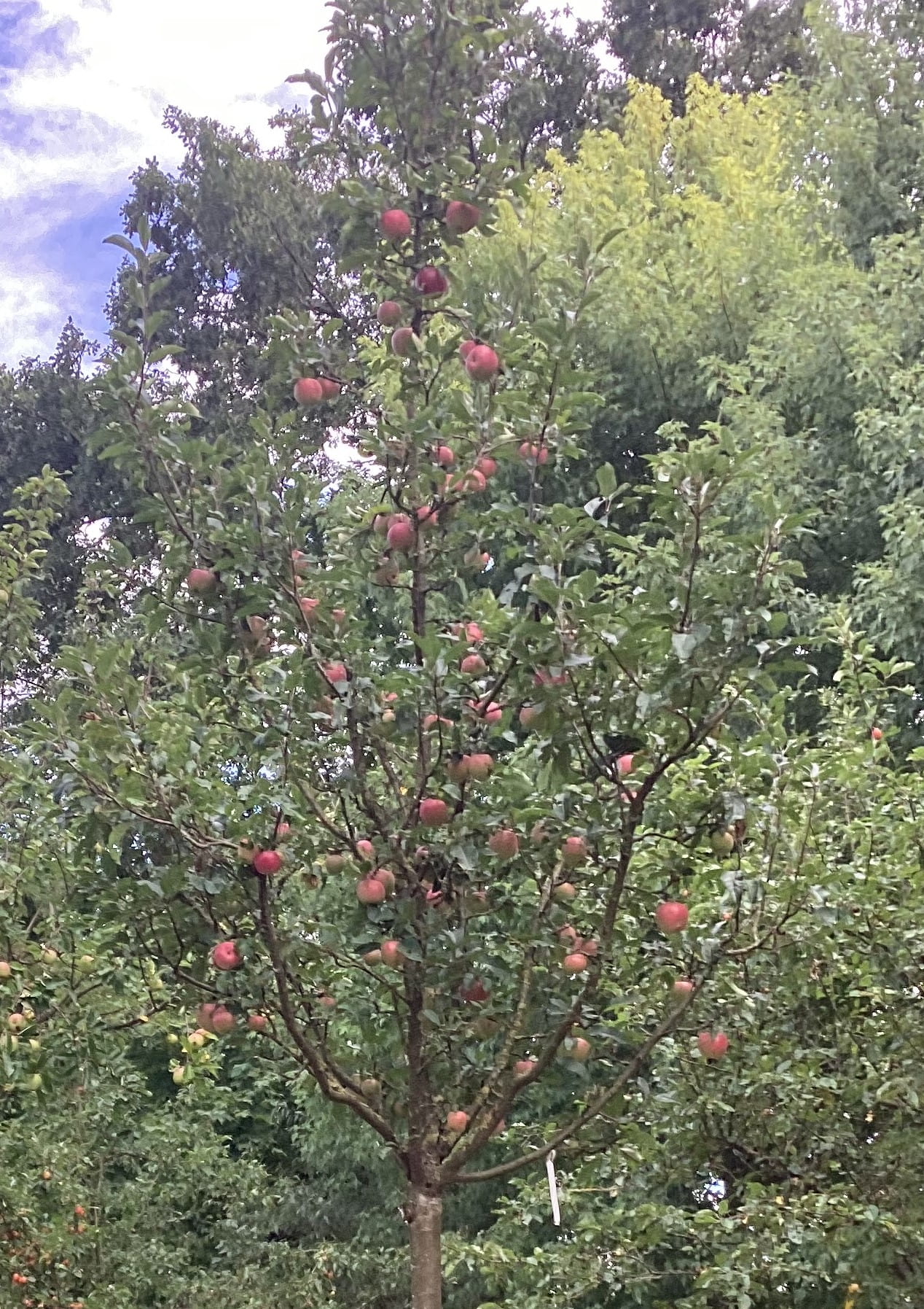 Apfel 'Gloster 69' • Malus 'Gloster 69' Ansicht 2