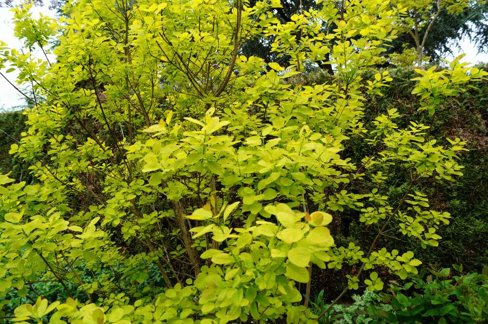 Perückenstrauch 'Golden Spirit' • Cotinus coggygria 'Golden Spirit' Ansicht 10