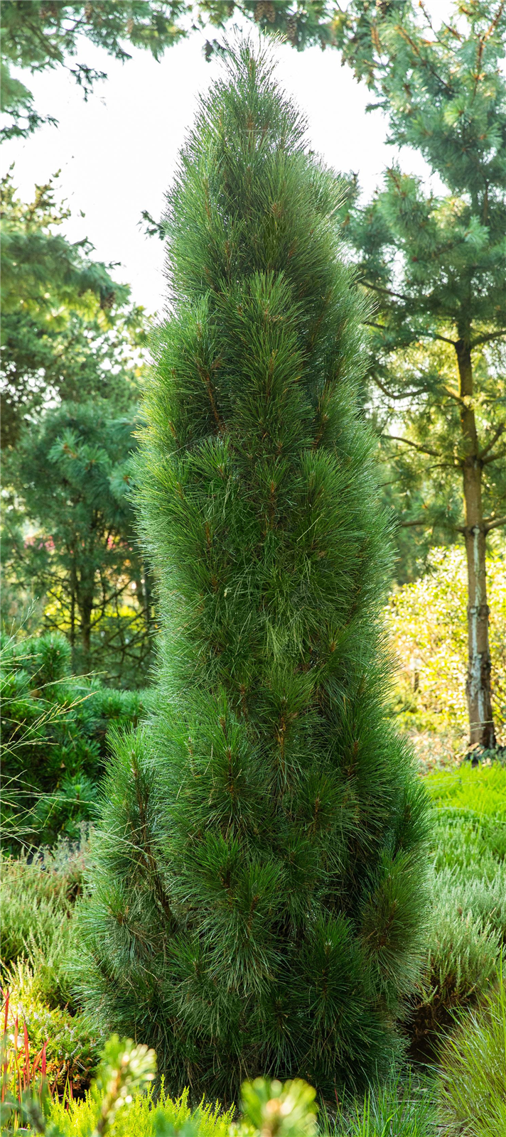 Säulenschwarzkiefer 'Green Tower' • Pinus nigra 'Green Tower'