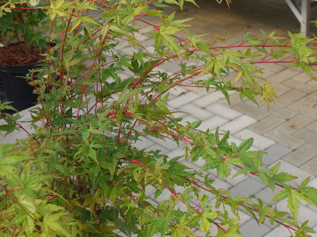 Schlitzahorn 'Sangokaku' • Acer palmatum 'Sangokaku'