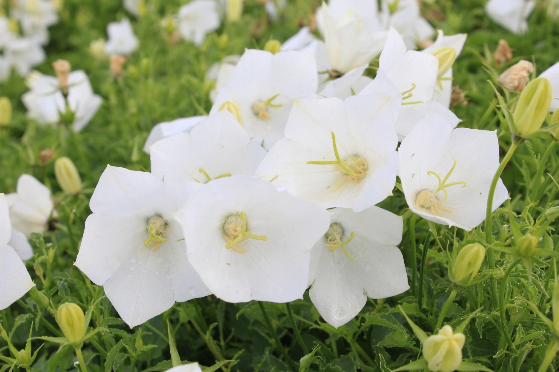 Weiße Glockenblume 'Weiße Clips' • Campanula carpatica 'Weiße Clips' Ansicht 1