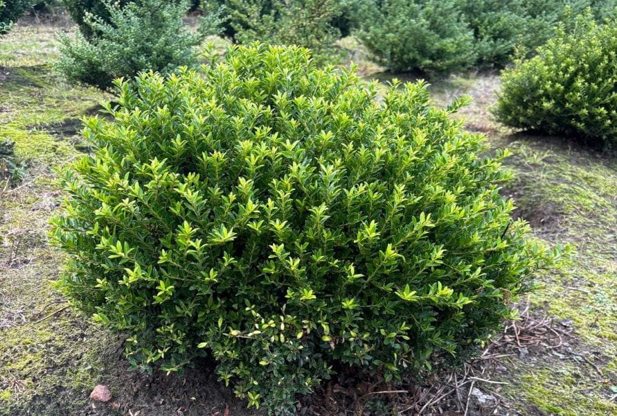 Exklusiver Bergilex 'Twiggy' • Ilex crenata 'Twiggy' (Exklusive von Ehren Gehölze) 60 - 80 cm breit, Solitärpflanze Ballenware Ansicht 2