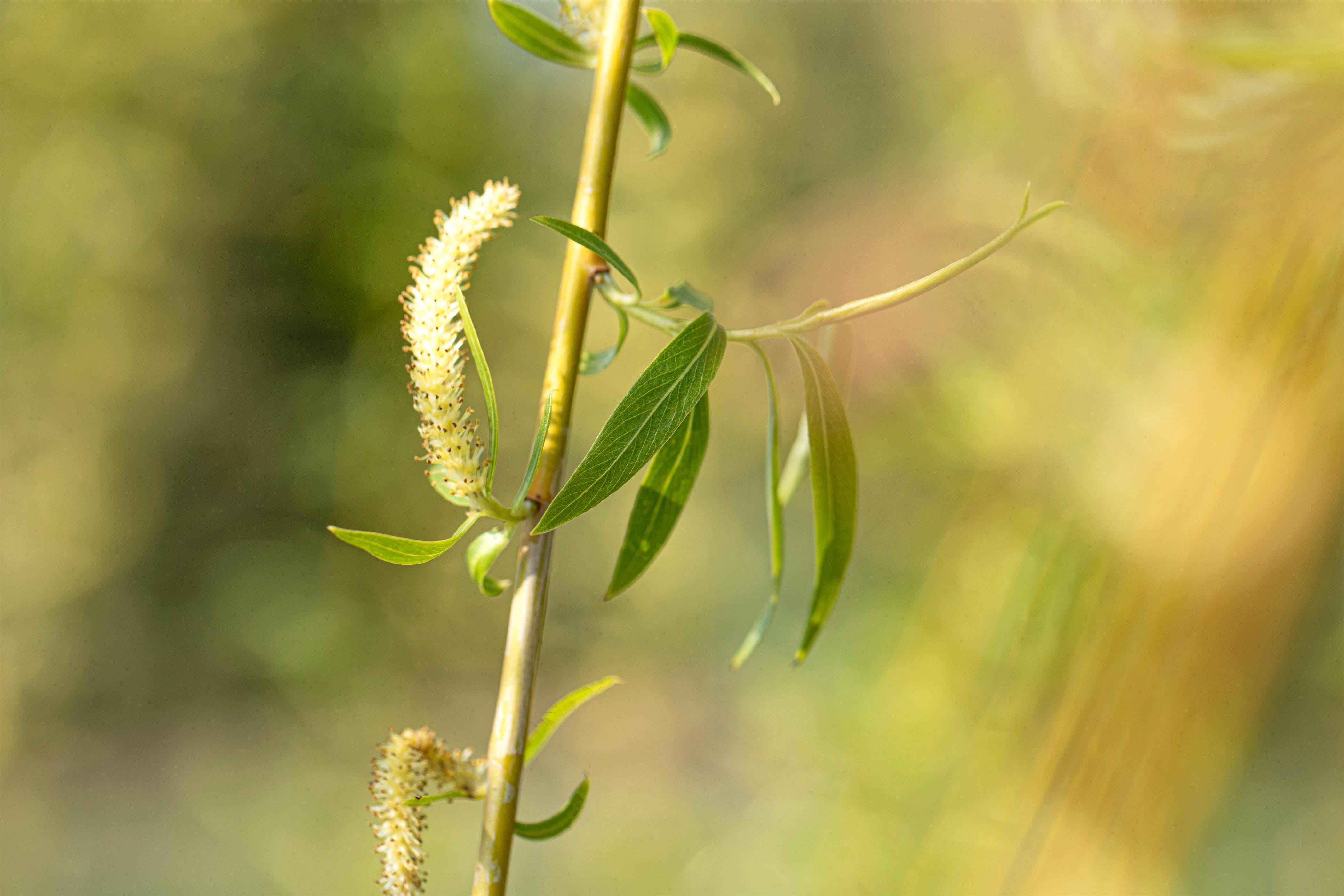 Trauerweide 'Tristis Resistenta' • Salix alba 'Tristis Resistenta' Ansicht 2