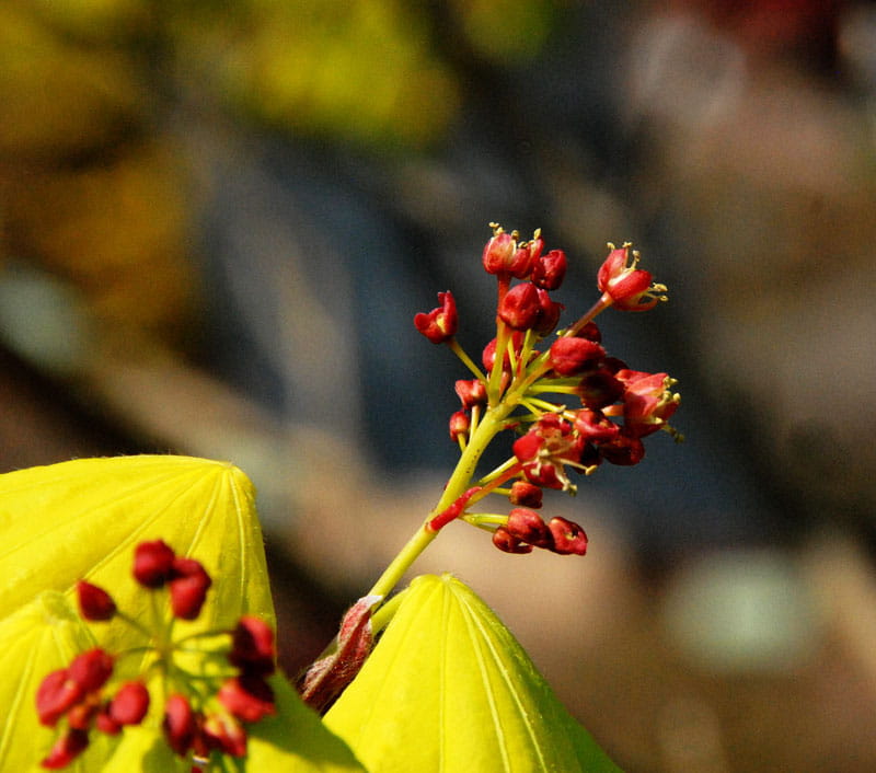 Japanischer Goldahorn 'Aureum' • Acer shirasawanum 'Aureum'