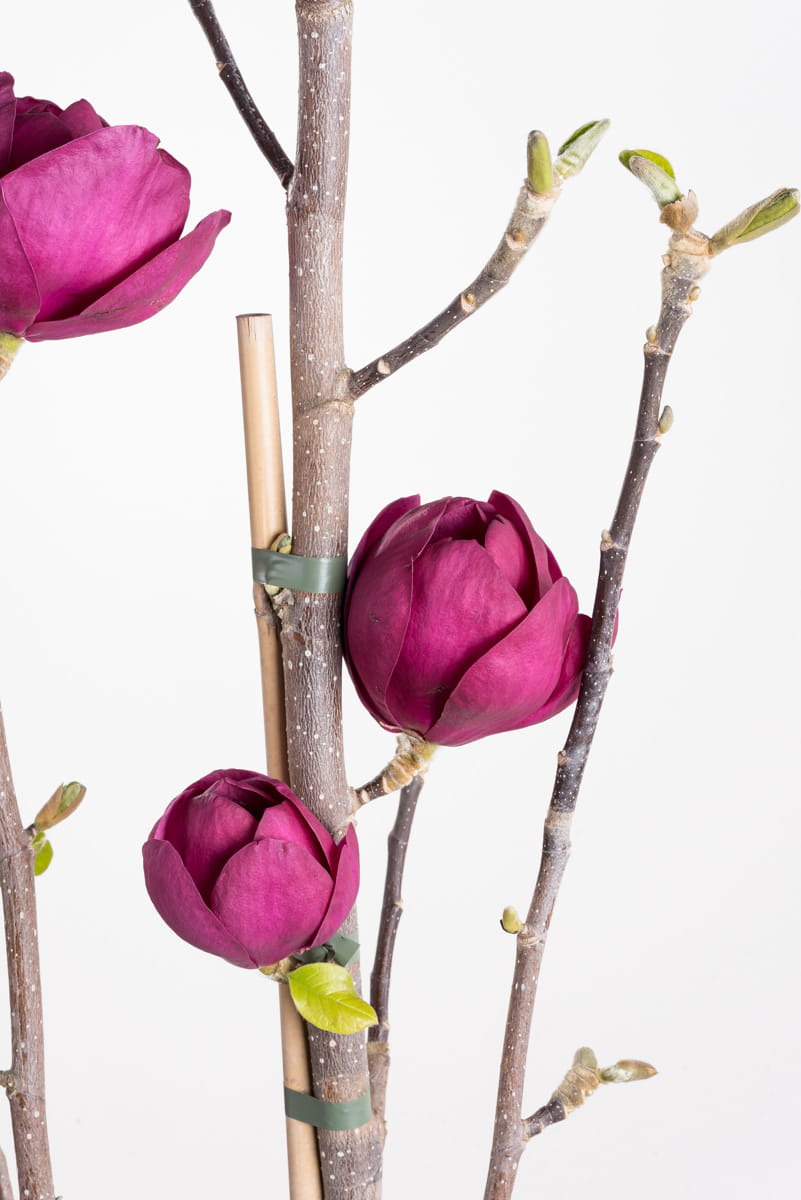 Magnolie 'Black Tulip' • Magnolia soulangiana 'Black Tulip'