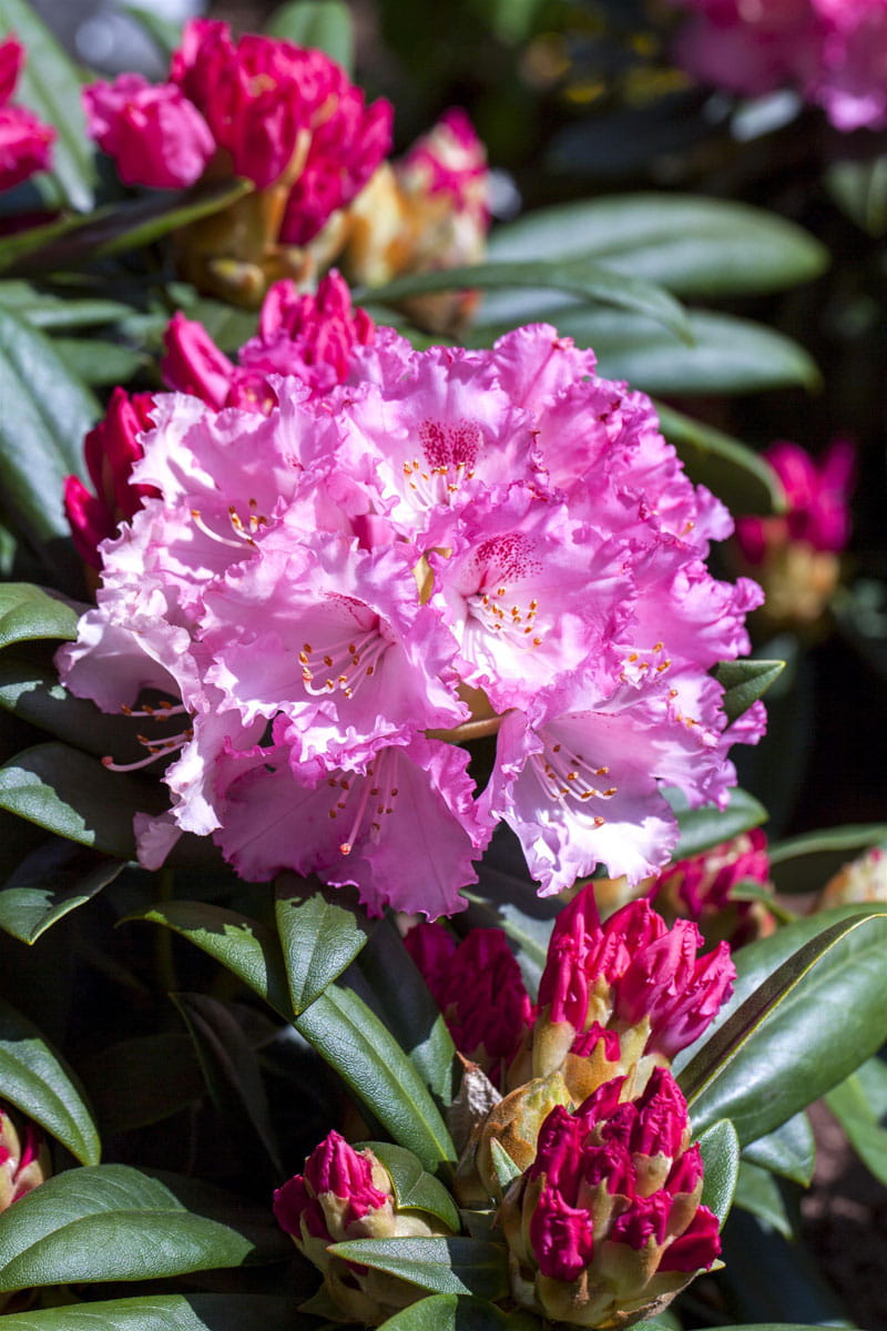 Rhododendron 'Arabella' • Rhododendron yakushimanum 'Arabella' Ansicht 5