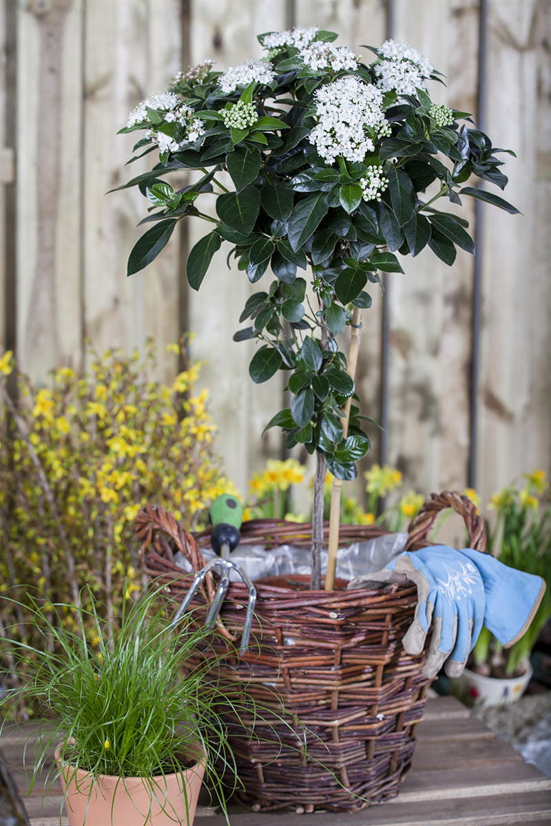 Blütensträucher und Ziergehölze - Lorbeer-Schneeball • Viburnum tinus
