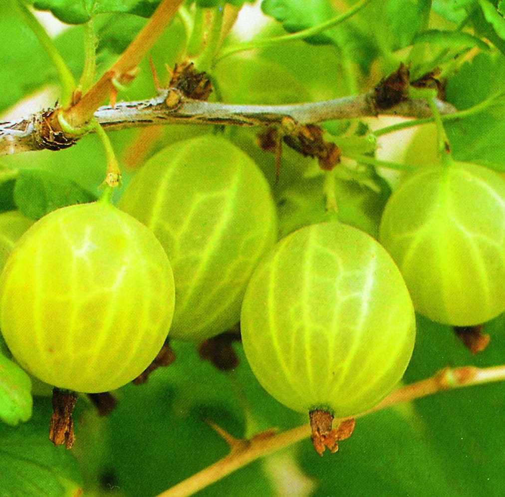 Stachelbeere 'Hinnonmäki gelb' • Ribes uva-crispa 'Hinnonmäki gelb' Ansicht 3