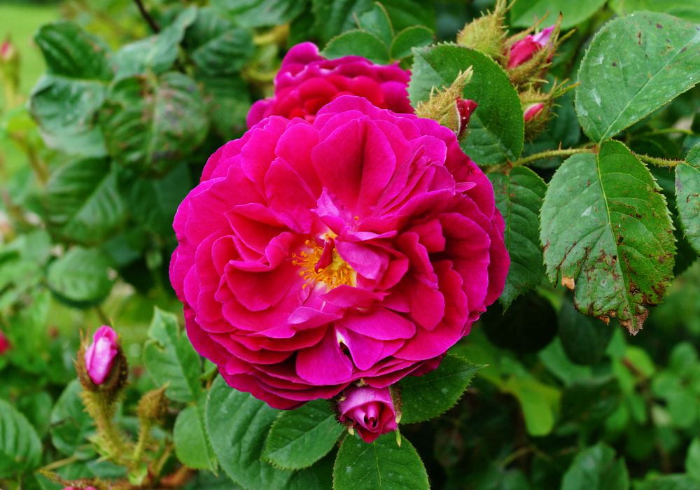 Bodendeckerrose 'Purple Rain'® • Rosa 'Purple Rain'® Ansicht 1