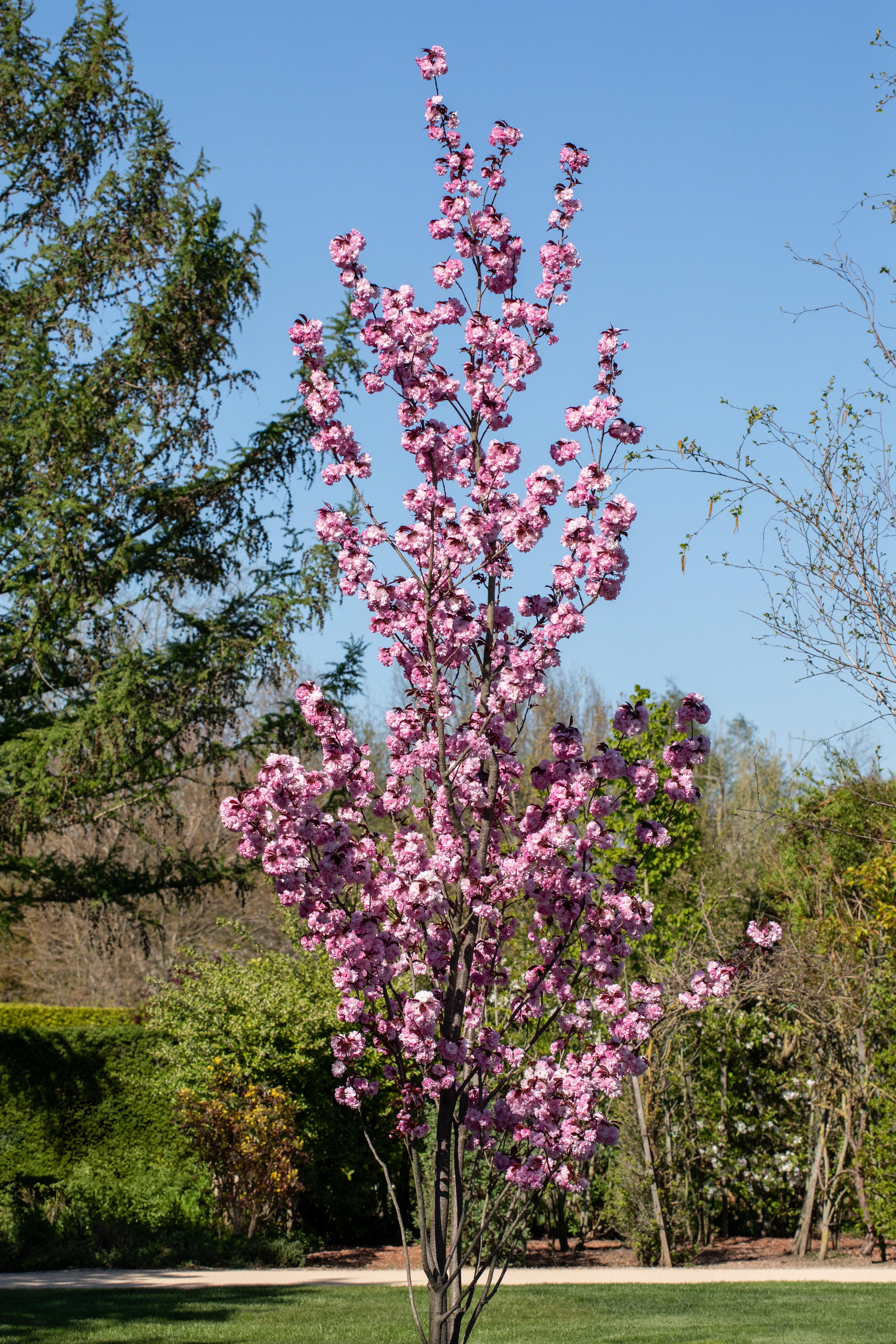 Japanische Nelkenkirsche 'Royal Burgundy' • Prunus serrulata 'Royal Burgundy' Ansicht 3