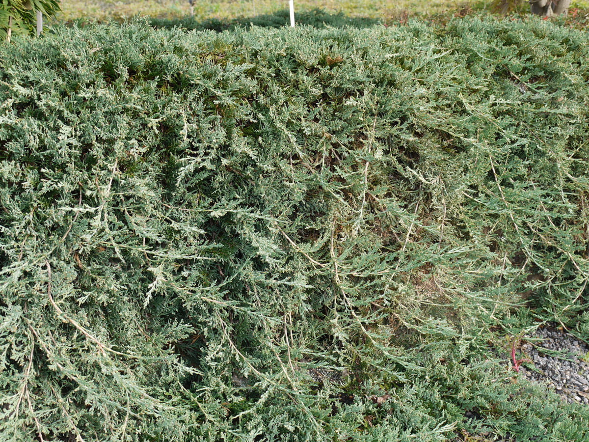 Teppich-Wacholder 'Wiltonii' • Juniperus horizontalis 'Wiltonii' Ansicht 1