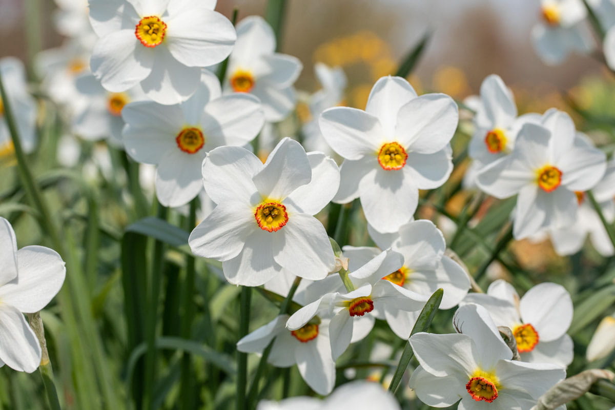 Blumenzwiebel - Narcissus poeticus 'Recurvus' 5er Packung