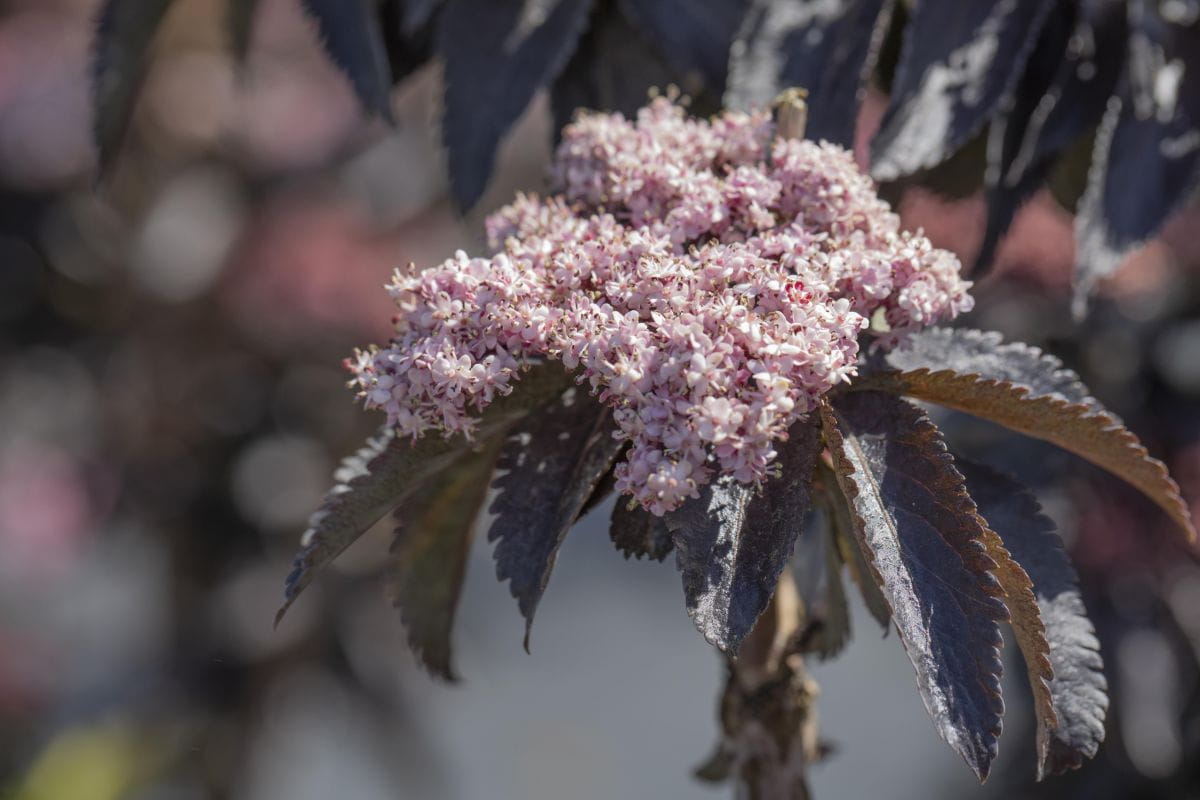 Rotlaubige Säulen-Fliederbeere 'Black Tower' • Sambucus nigra 'Black Tower'