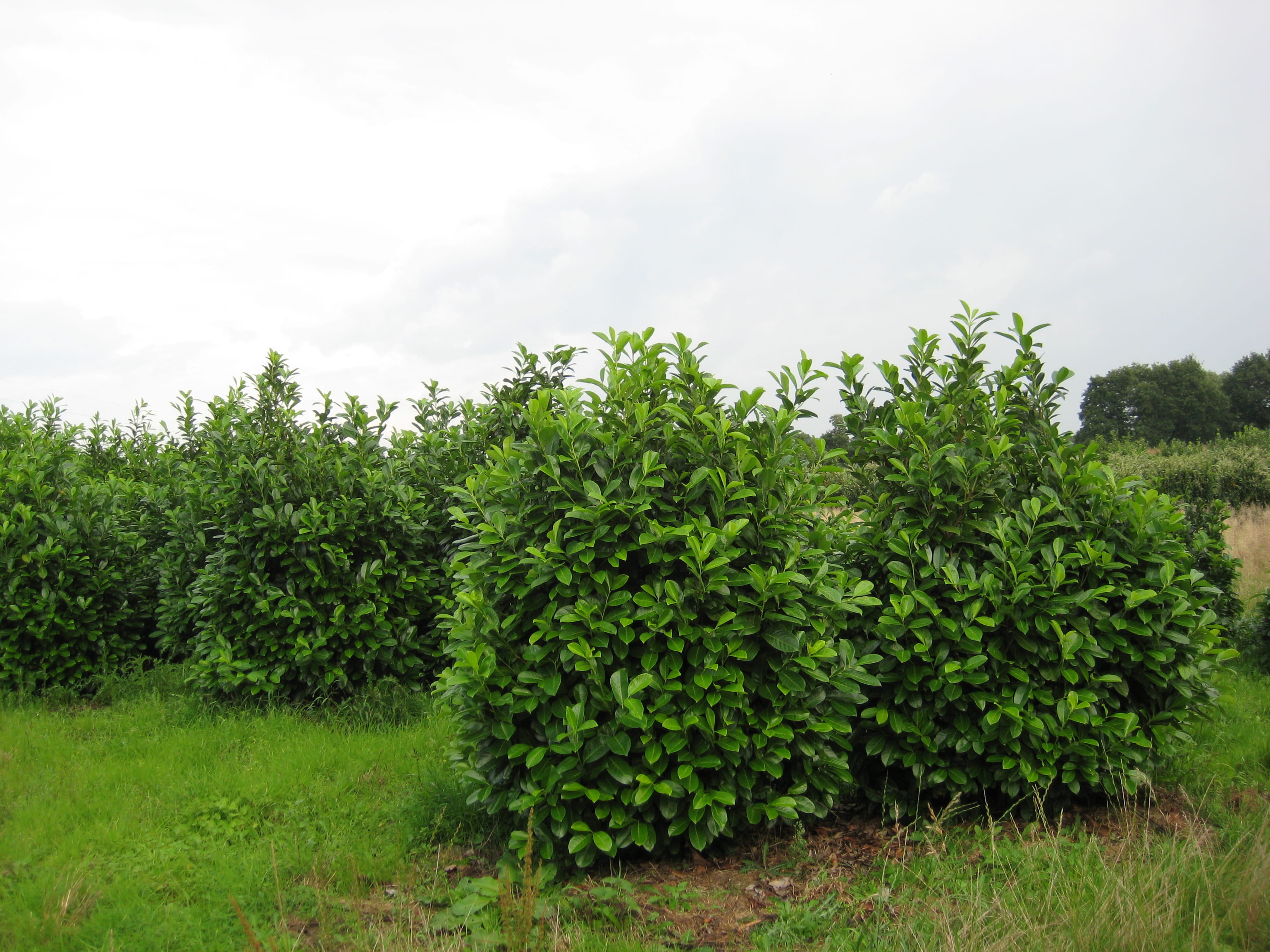 Kirschlorbeer 'Rotundifolia' • Prunus laurocerasus 'Rotundifolia' Ansicht 4