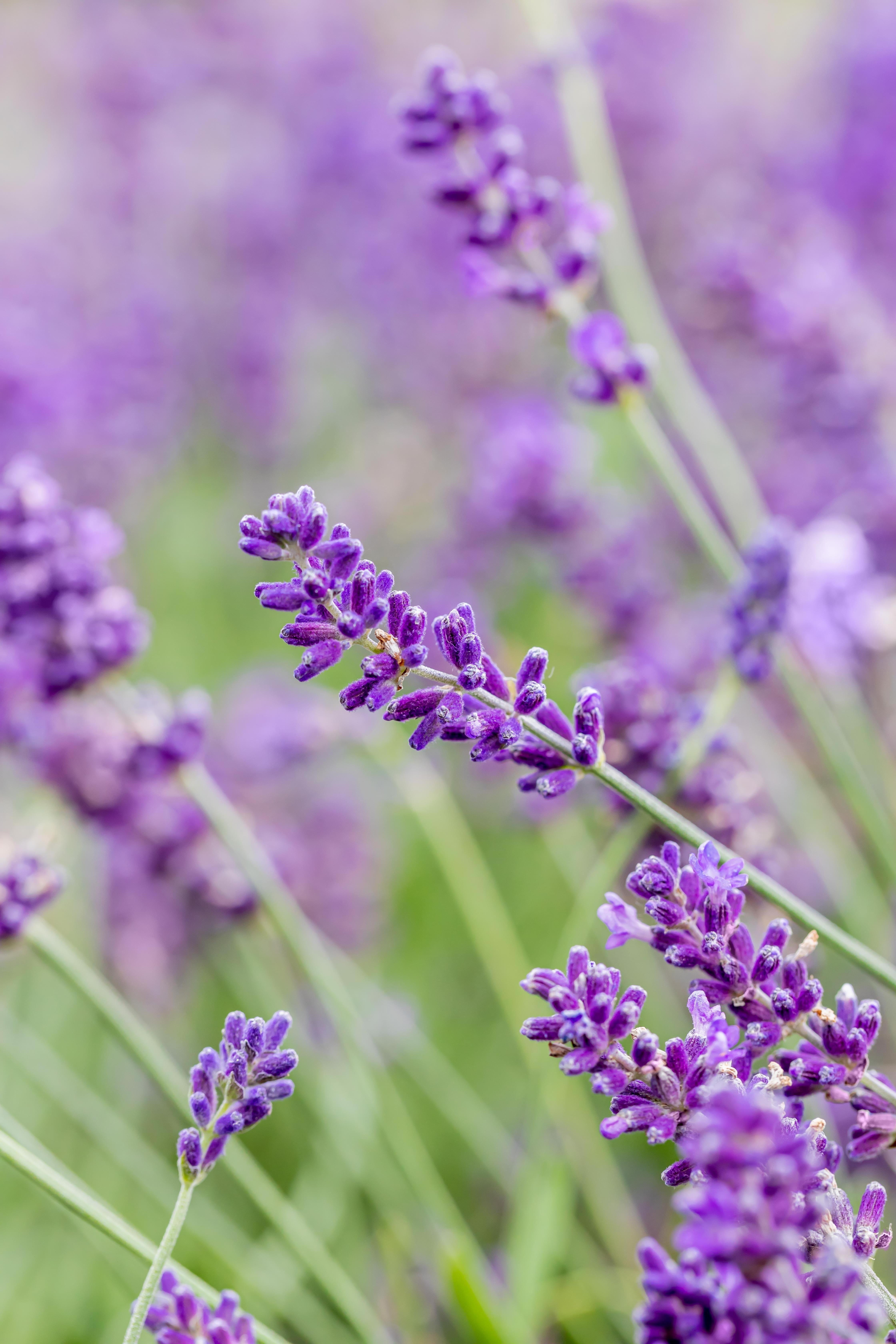 Lavendel 'Siesta' • Lavandula angustifolia 'Siesta' Ansicht 2