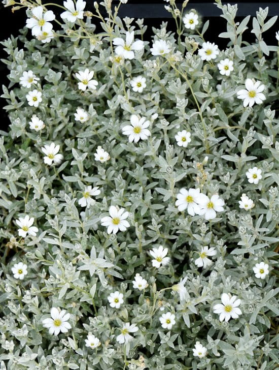 Kompaktes Hornkraut 'Silberteppich' • Cerastium tomentosum 'Silberteppich'