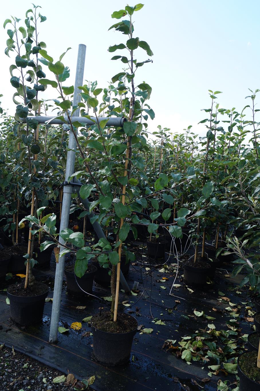 Apfel 'Santana' • Malus 'Santana' Containerware Halbstamm Ansicht 5
