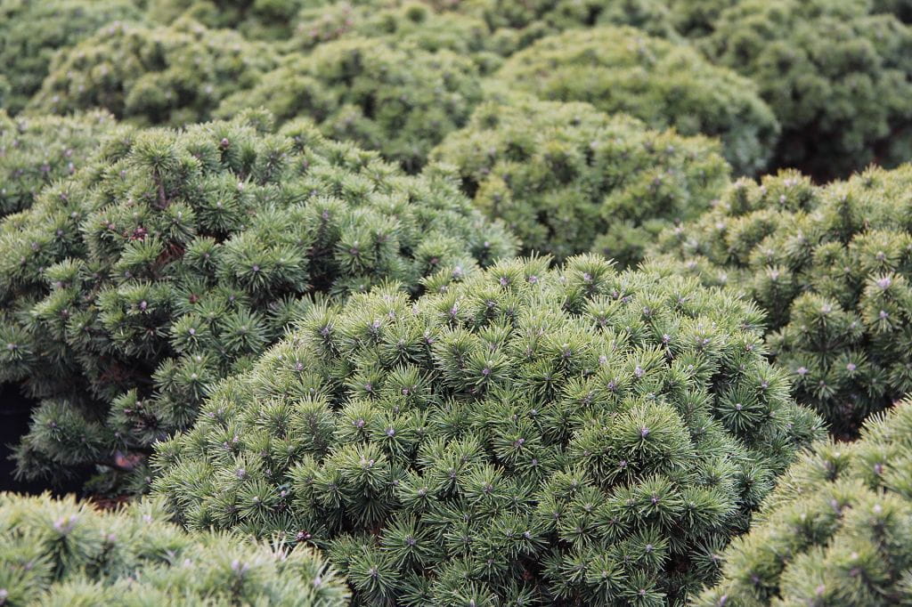 Bergkiefer Mops • Pinus mugo Mops Ansicht 1