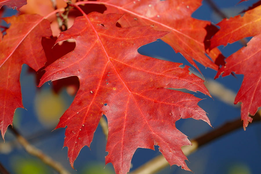amerikanische-roteiche-quercus-rubra-quercus-rubra-y33E