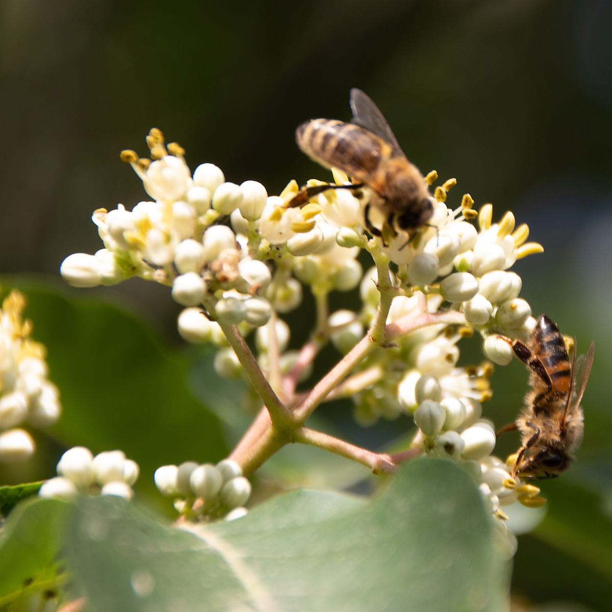 Tausend-Blütenstrauch/Bienenbaum • Euodia hupehensis Ansicht 3