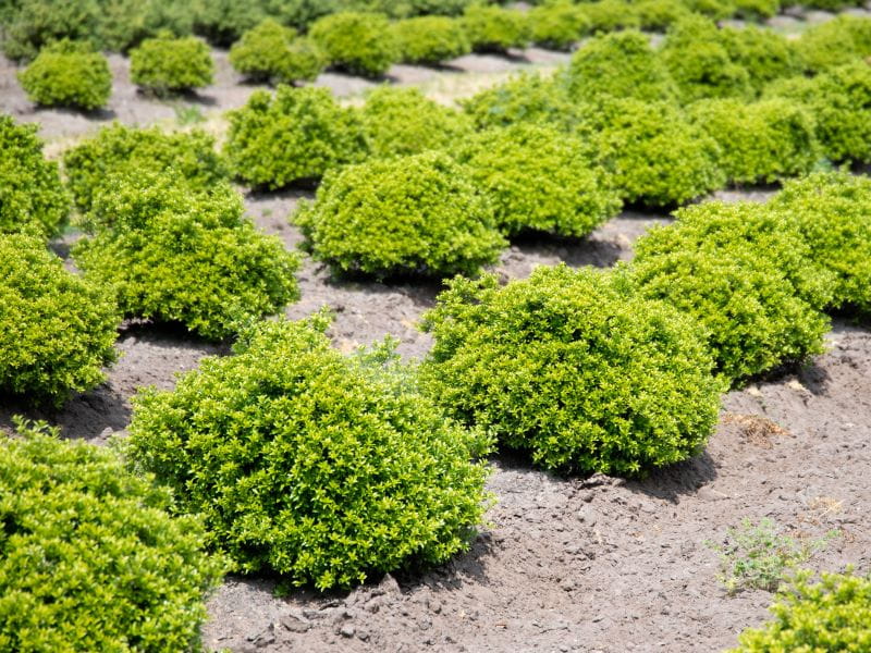Exklusiver Bergilex 'Twiggy' • Ilex crenata 'Twiggy' (Exklusive von Ehren Gehölze) 60 - 80 cm breit, Solitärpflanze Ballenware Ansicht 3