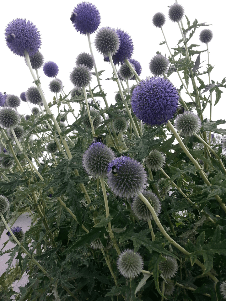 Banater Kugeldistel • Echinops banaticus