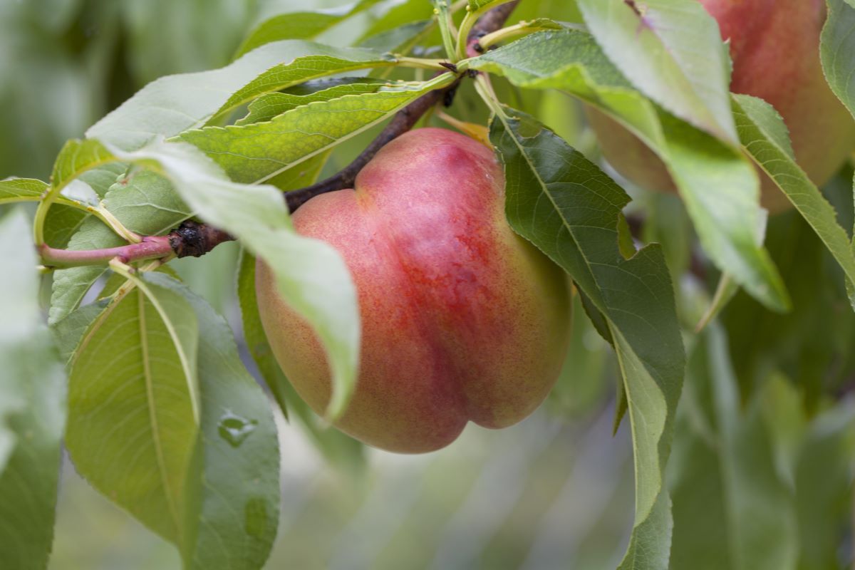 Nektarine Rhonegold • Prunus nucipersica Rhonegold Ansicht 4
