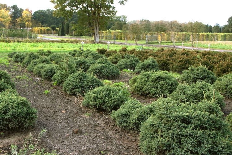 Exklusive Blaue Igelfichte 'Echiniformis' • Picea glauca 'Echiniformis' (Exklusive von Ehren Gehölze) Ansicht 2