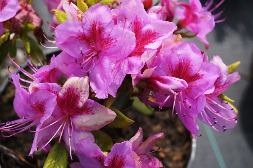 Japanische Azalee 'Peppina'® • Rhododendron obtusum 'Peppina'® Ansicht 1
