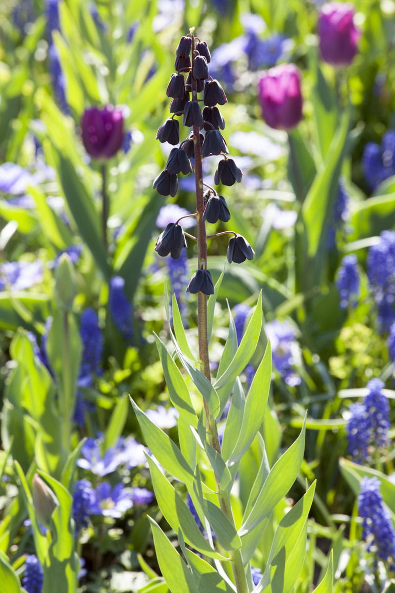 Blumenzwiebel - Fritillaria persica 1 Stück Packung