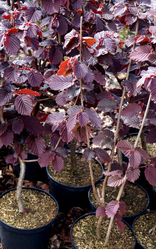 Haselnuss 'Rotblättrige Zellernuss' • Corylus avellana 'Rotblättrige Zellernuss' Containerware 150-200 cm hoch, Solitärpflanze Ansicht 5