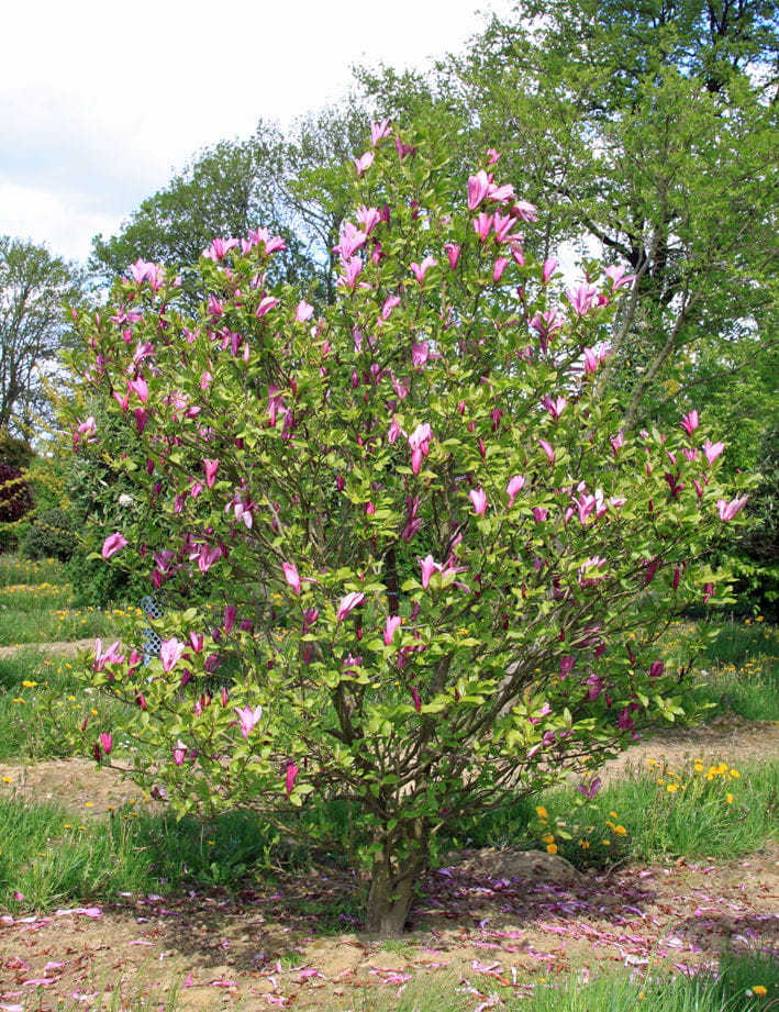 Purpur-Magnolie 'Susan' • Magnolia liliiflora 'Susan' Ansicht 4