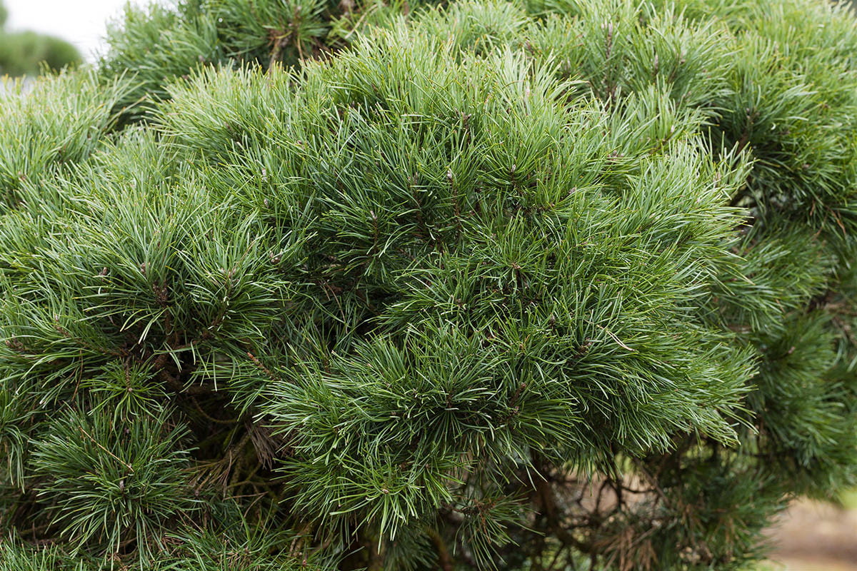 Heimische Waldkiefer • Pinus sylvestris Ansicht 2