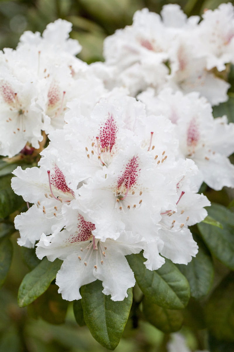 Rhododendron 'Schneeauge' • Rhododendron hybride 'Schneeauge' Ansicht 1