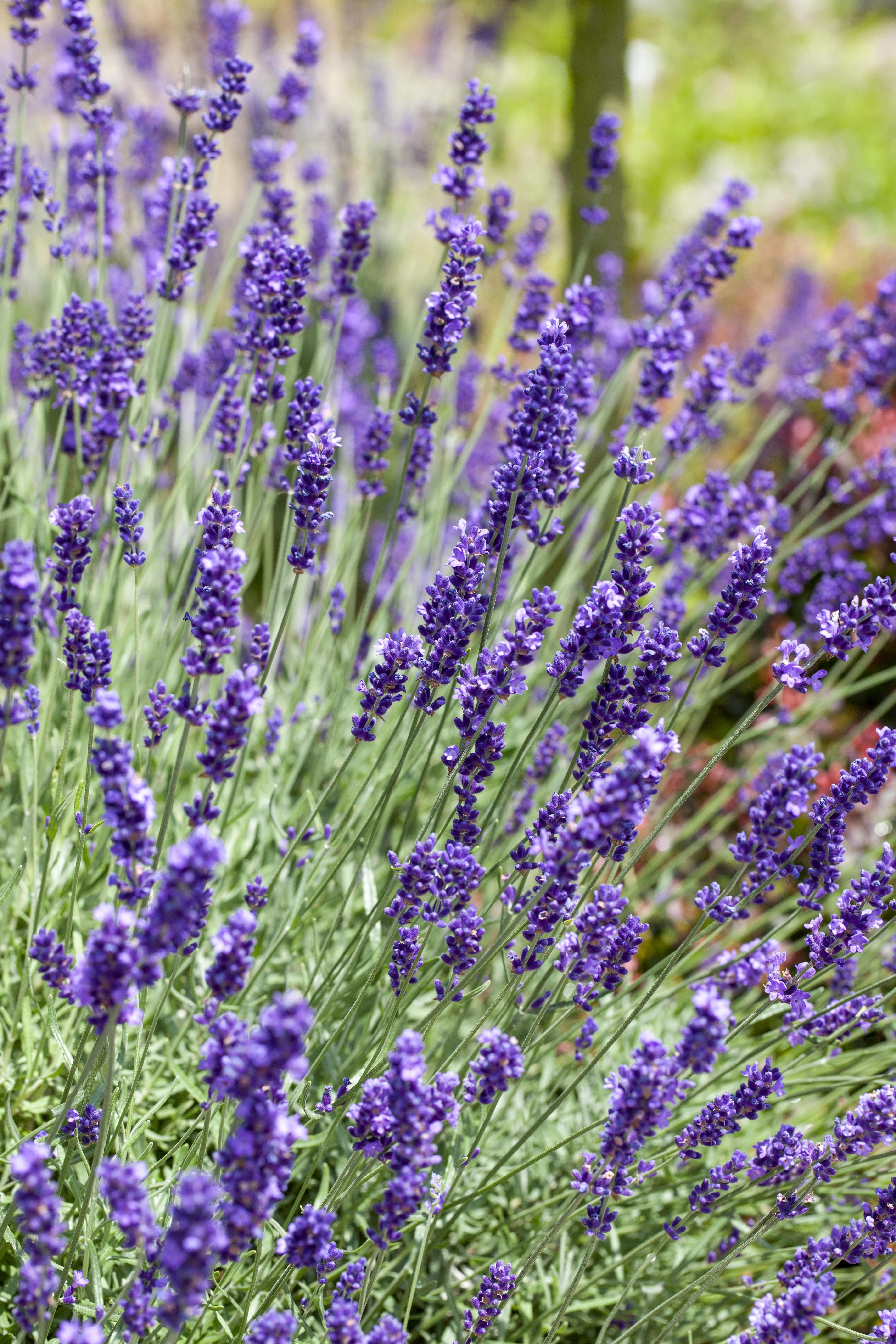 Lavendel 'Siesta' • Lavandula angustifolia 'Siesta' Ansicht 1