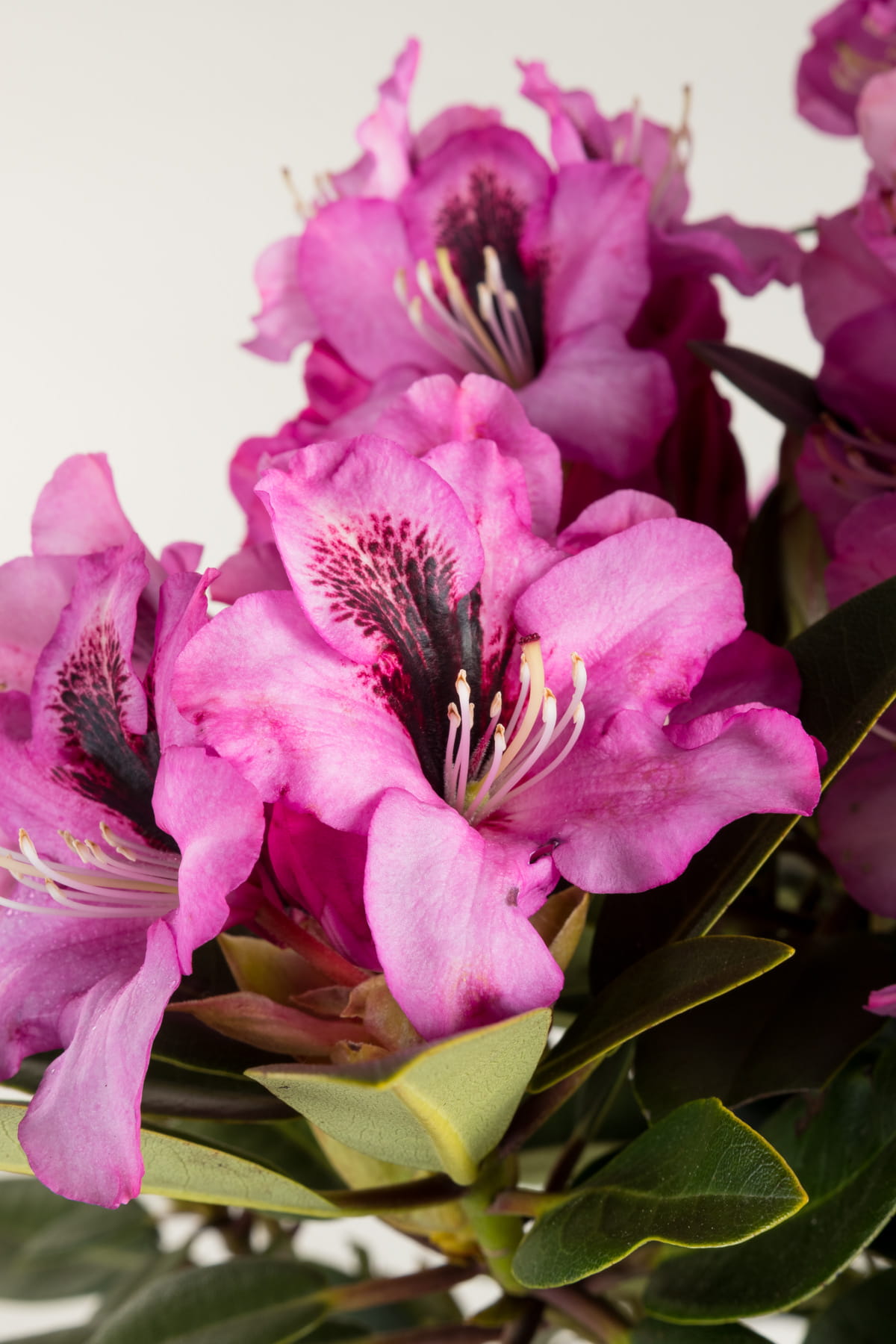 Rhododendron 'Kokardia'® • Rhododendron Hybride 'Kokardia'® Ansicht 2