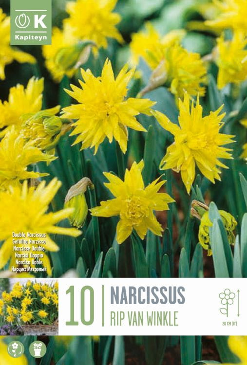 Blumenzwiebel - Narcissus 'Rip van Winkle' 10er Packung