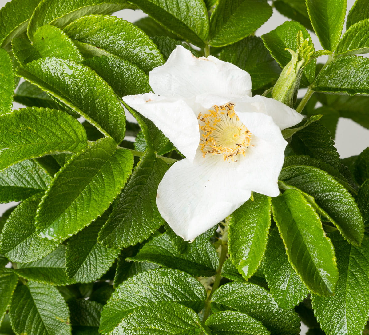 Weiße Kartoffel- / Apfelrose • Rosa rugosa 'alba' Ansicht 1