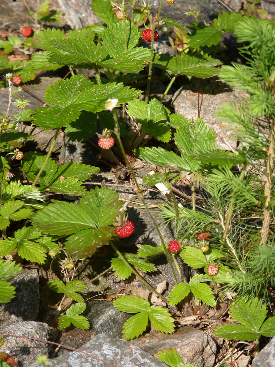 Wald-Erdbeere • Fragaria vesca Ansicht 2