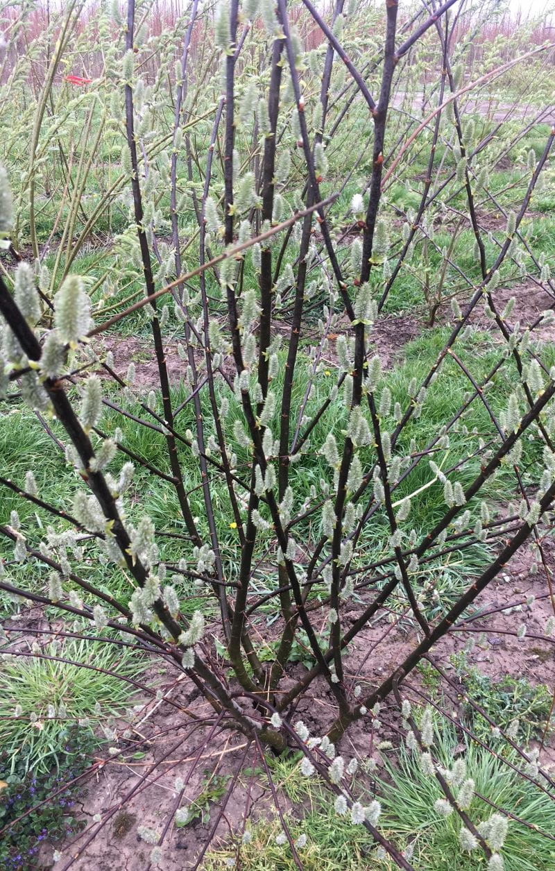 Salweide • Salix caprea