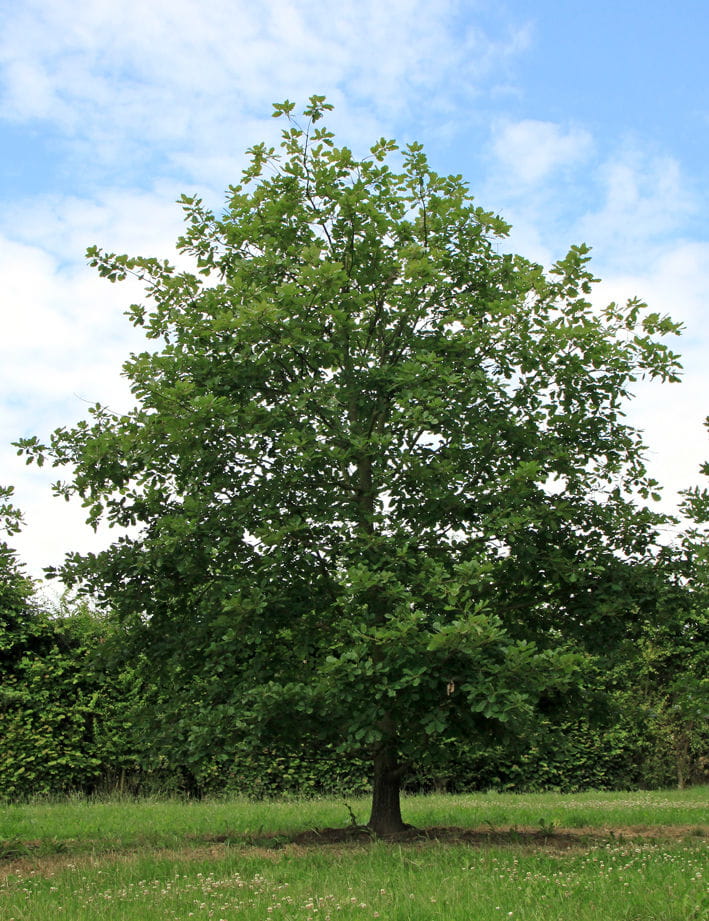 Traubeneiche • Quercus petraea Ansicht 3