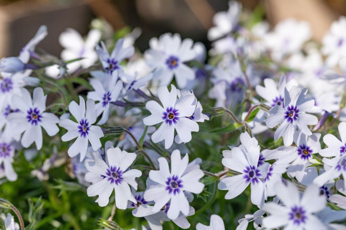 Teppich-Flammenblume 'Bavaria' • Phlox subulata 'Bavaria'