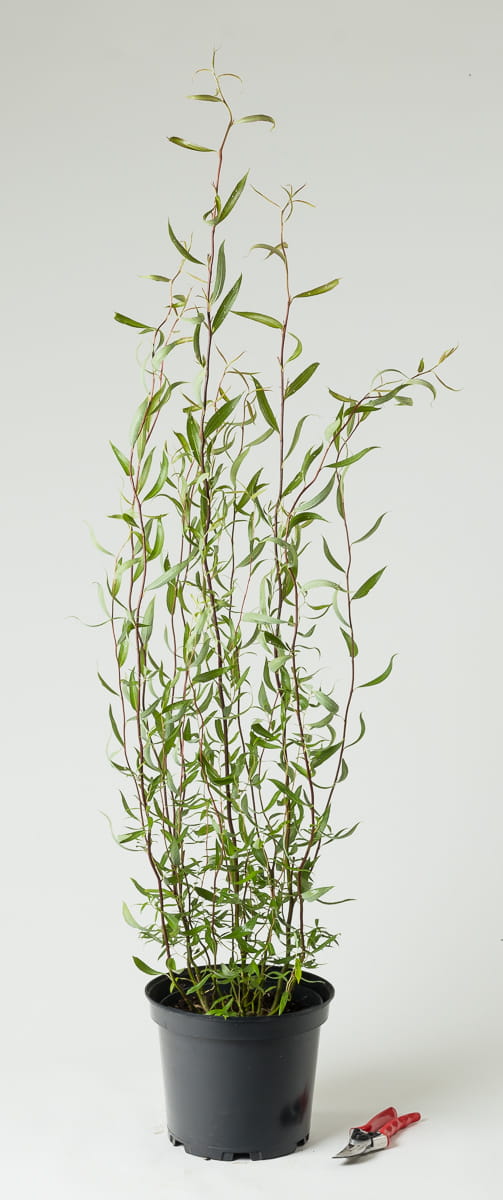 Korkenzieherweide • Salix matsudana 'Tortuosa'